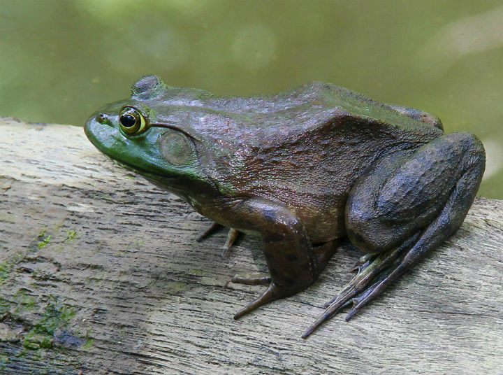 American Bullfrog